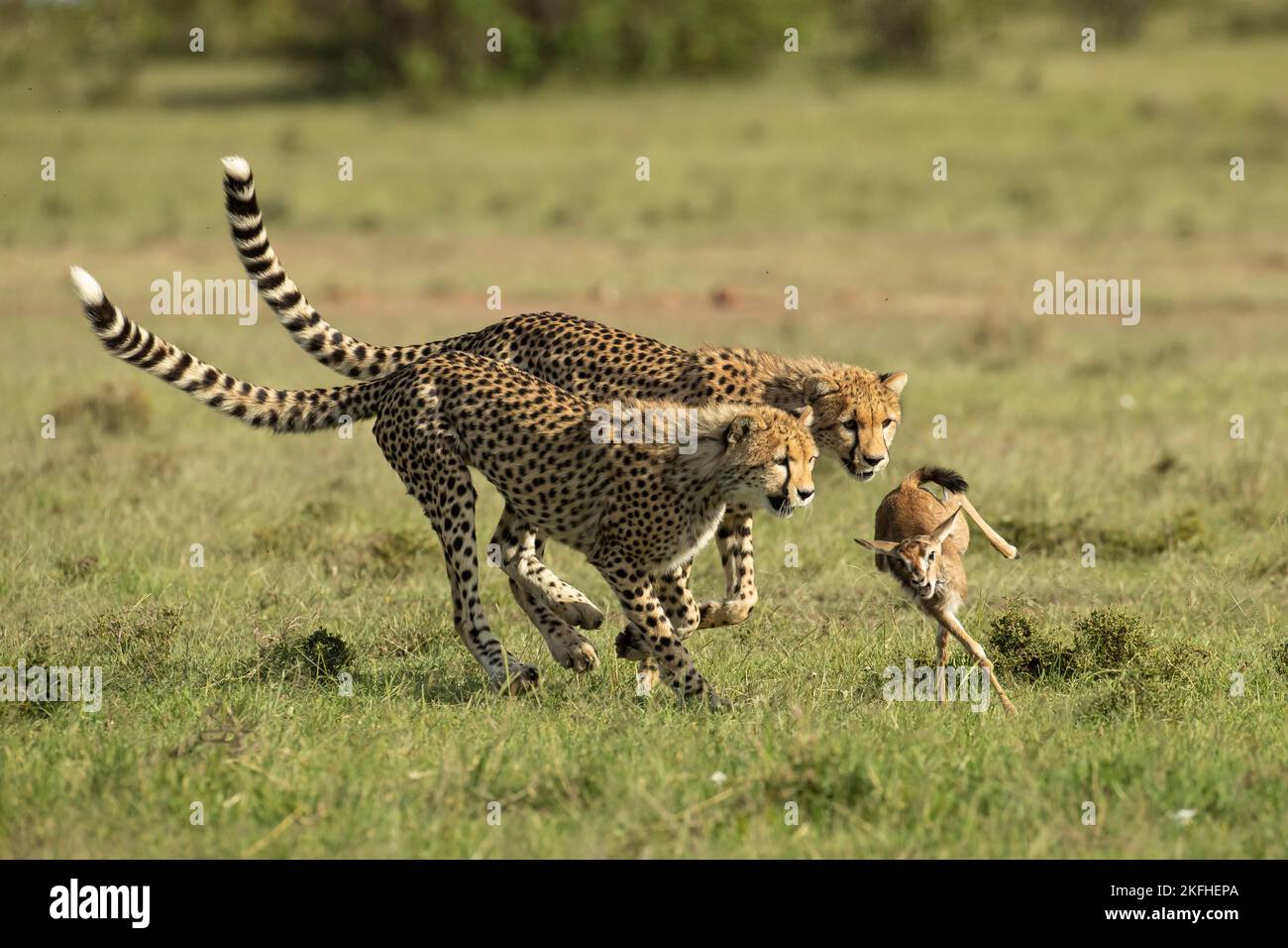 Die Geparden-Mutter (Acinonyx jubatus) lehrt ihre Jungen, wie sie Beute fangen, niederbringen und damit umgehen können Stockfoto