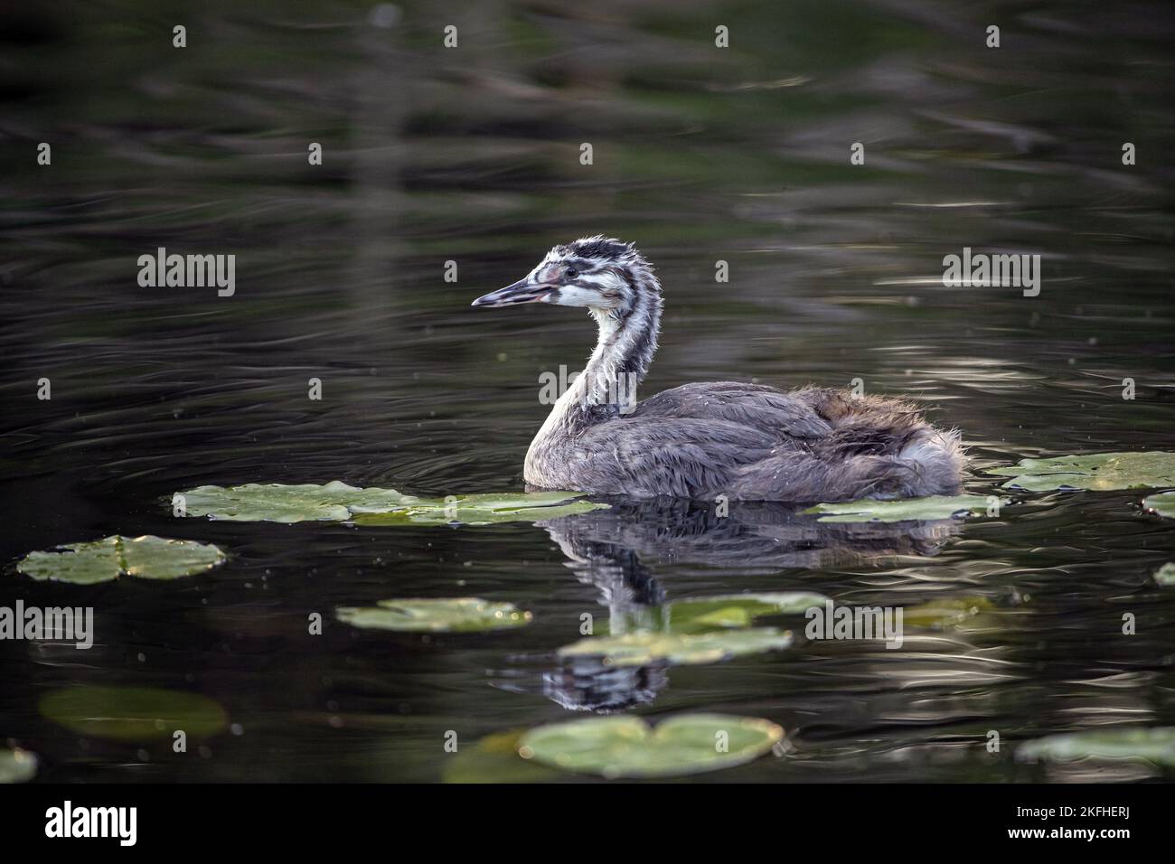 Schwimmende Grebentaube Stockfoto