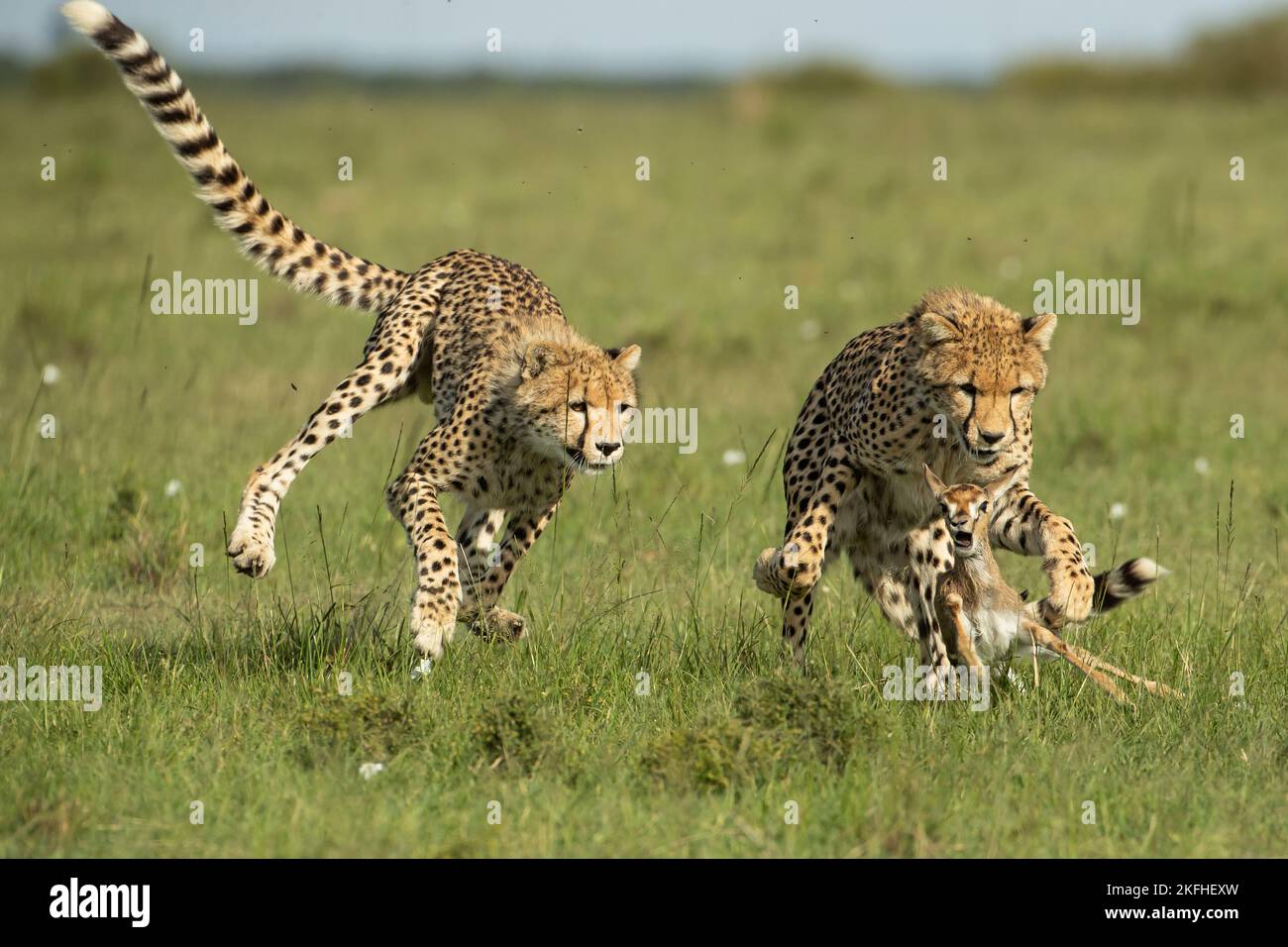 Die Geparden-Mutter (Acinonyx jubatus) lehrt ihre Jungen, wie sie Beute fangen, niederbringen und damit umgehen können Stockfoto