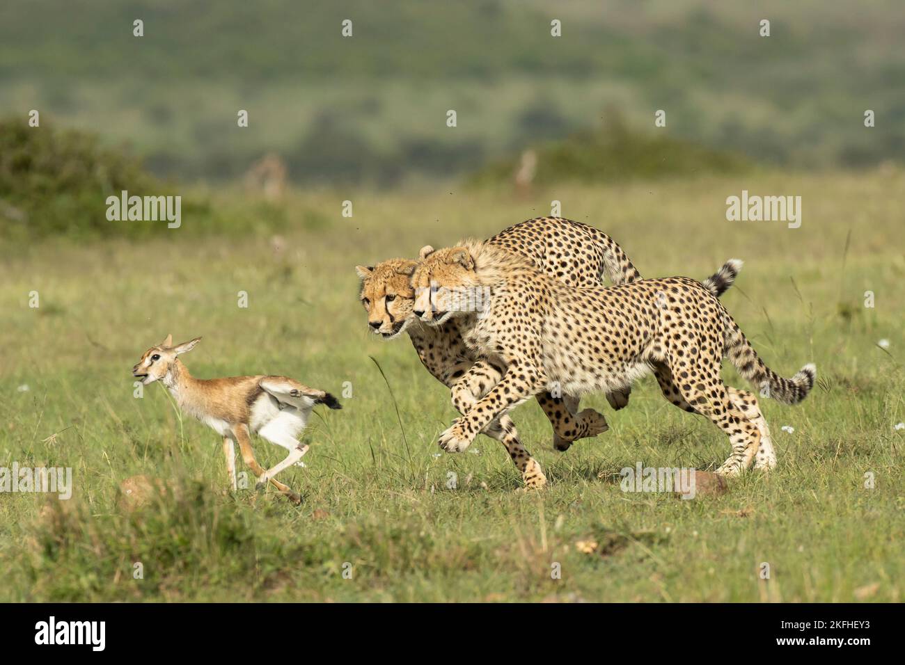 Die Geparden-Mutter (Acinonyx jubatus) lehrt ihre Jungen, wie sie Beute fangen, niederbringen und damit umgehen können Stockfoto