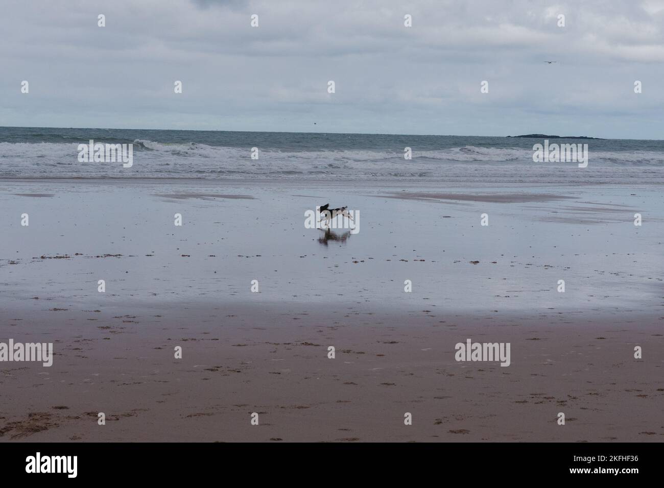 Hundejagd am Strand, Bamburgh Beach Stockfoto