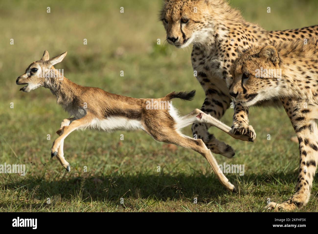 Die Geparden-Mutter (Acinonyx jubatus) lehrt ihre Jungen, wie sie Beute fangen, niederbringen und damit umgehen können Stockfoto