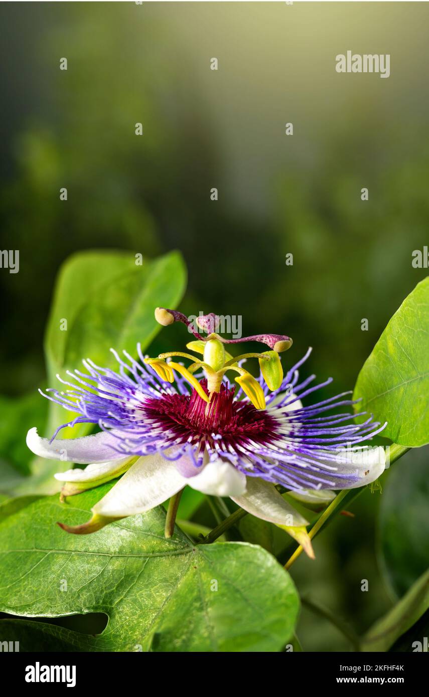 Passiflora-Passionsblume auf grünem Hintergrund Stockfoto