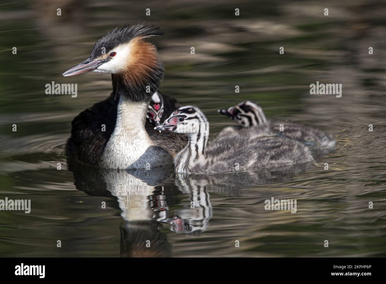 Great crested grebe Stockfoto