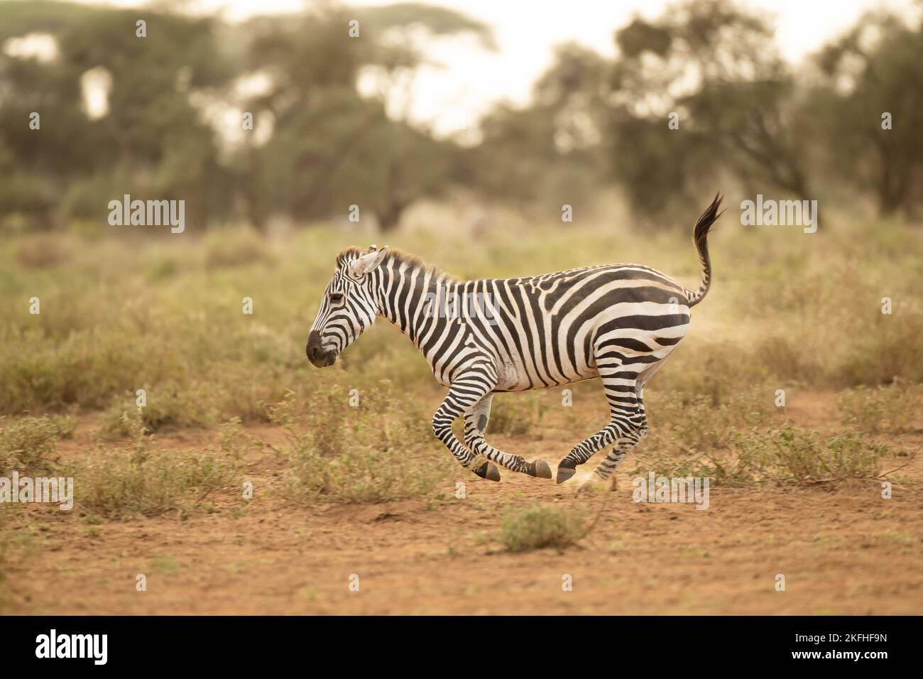 Grant's Zebra (Equus quagga boehmi) läuft im Amboseli National Park Stockfoto