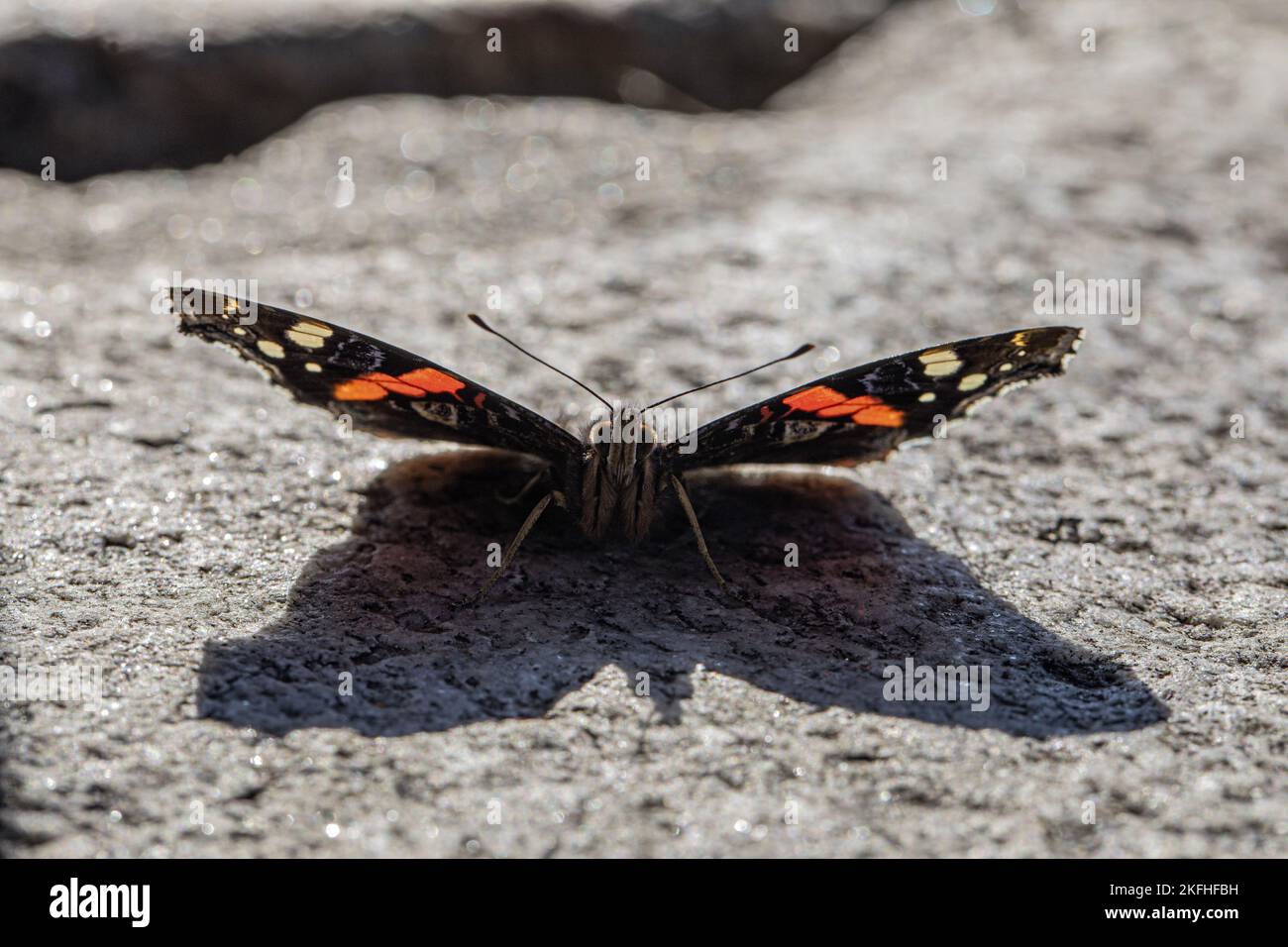 Red Admiral Stockfoto