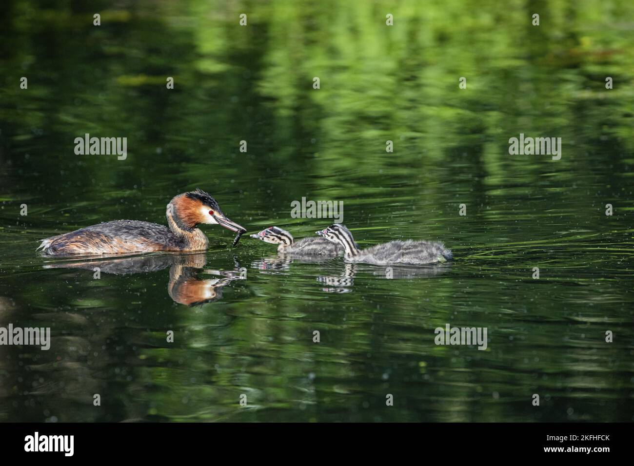 Great crested grebe Stockfoto