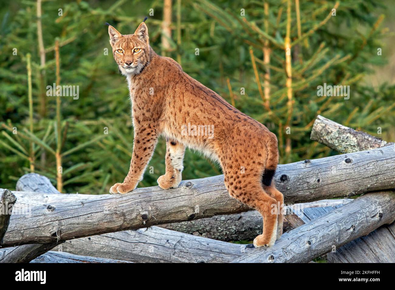 Carpathian Lynx Stockfoto