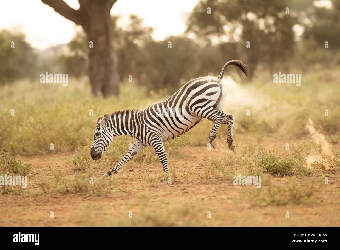 Grant's Zebra (Equus quagga boehmi) läuft im Amboseli National Park Stockfoto