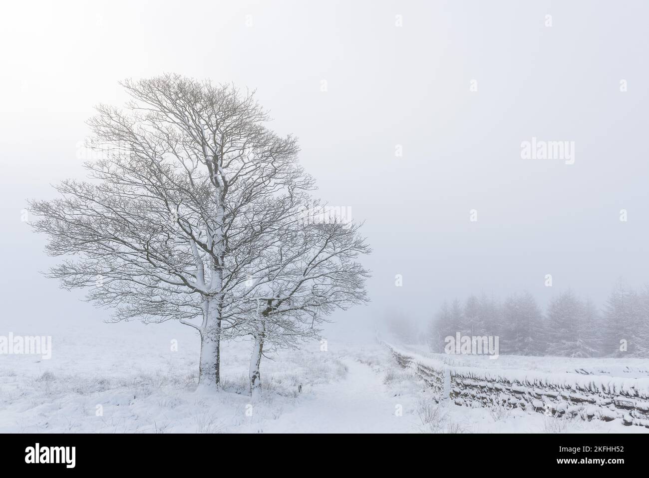Moody nebiger Baum im Schnee mit einer schneebedeckten Steinwand, die hineinführt. Nebliger Hintergrund an einem Wintermorgen. Stockfoto