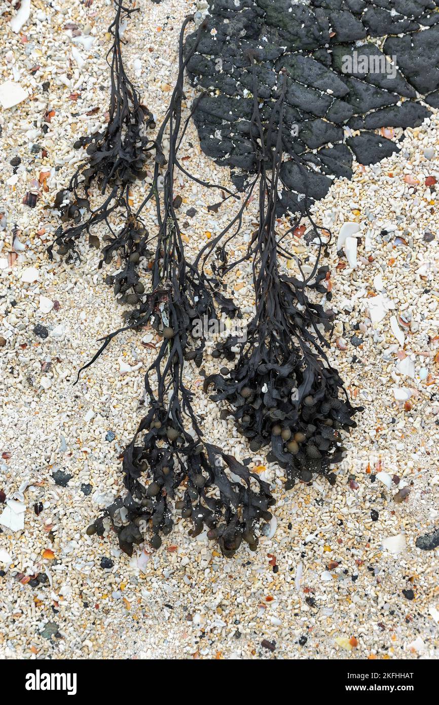 Abstraktes Muster von Korallen und Algen am Strand von an Dorneil, Loch Dunvegan, Isle of Skye, Schottland, Großbritannien Stockfoto