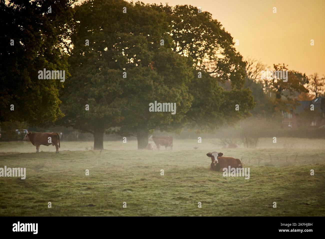 Morgennebel Cottam in Preston, Lancashire Morgennebel über Ackerland Stockfoto