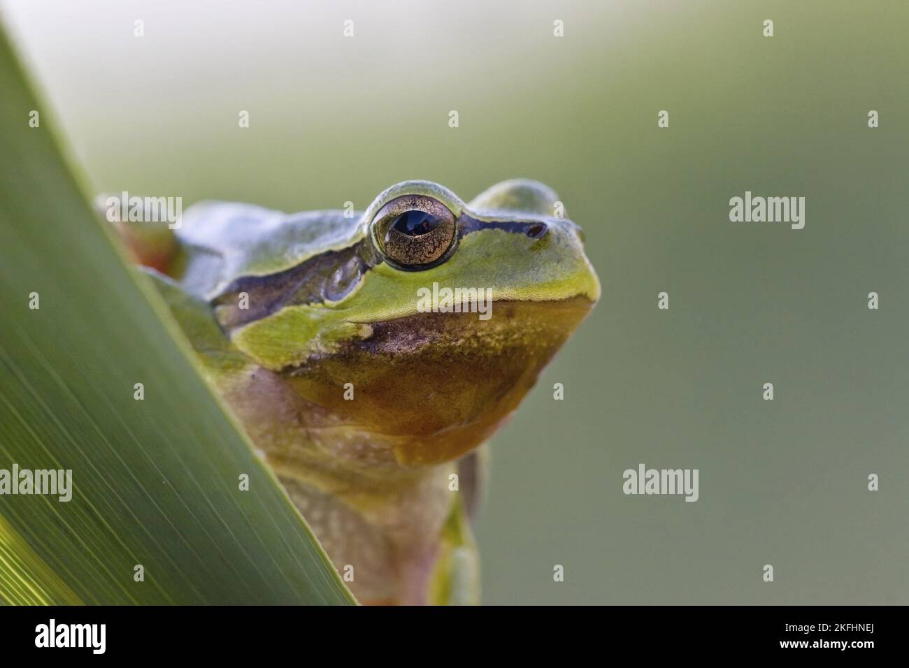 gemeinsamen Laubfrosch Stockfoto