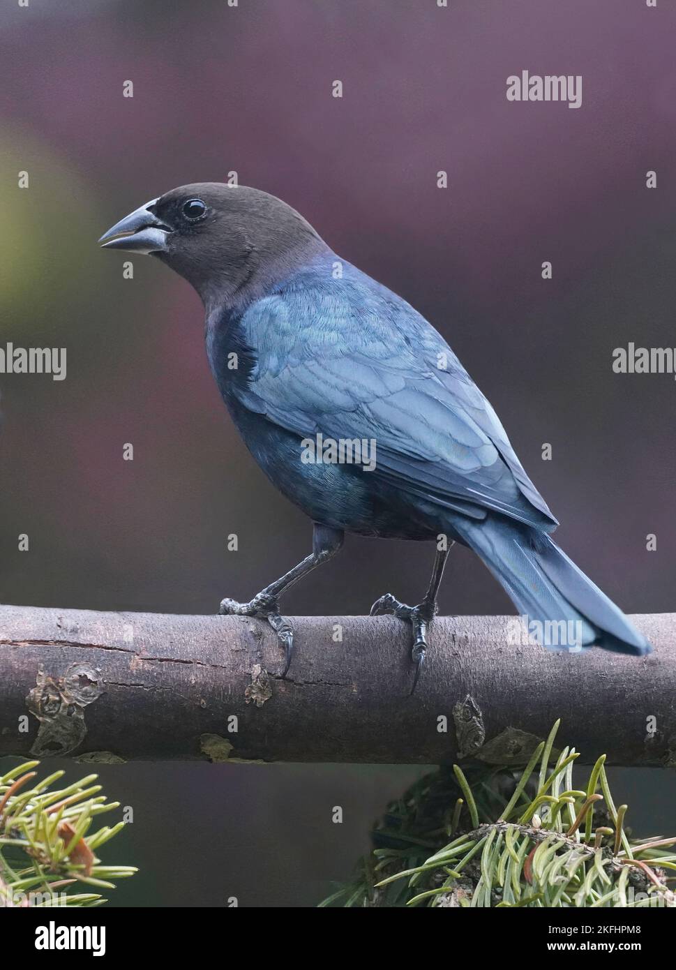 Braunkopf-Kuhvögel im Südosten von Michigan, USA. Stockfoto