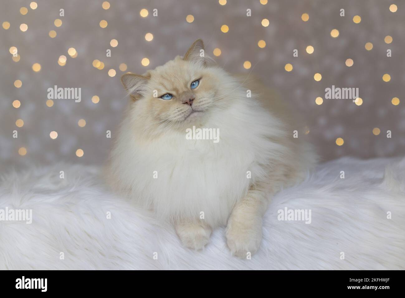 Ragdoll-Kater Stockfoto