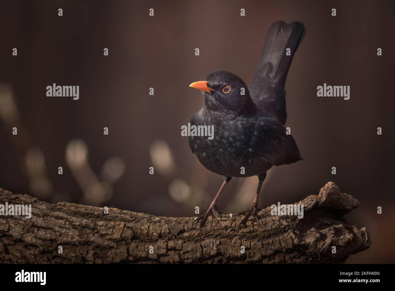 Blackbird sitzt auf einem Ast. Brauner Hintergrund mit Platz für Worte. Lateinischer Name Turdus merula Stockfoto
