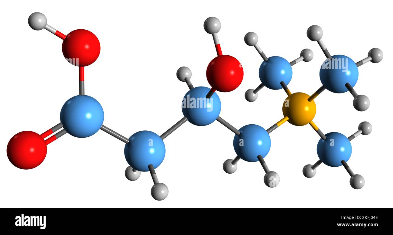 3D Bild der Carnitin-Skelettformel - molekulare chemische Struktur der quaternären Ammoniumverbindung, isoliert auf weißem Hintergrund Stockfoto