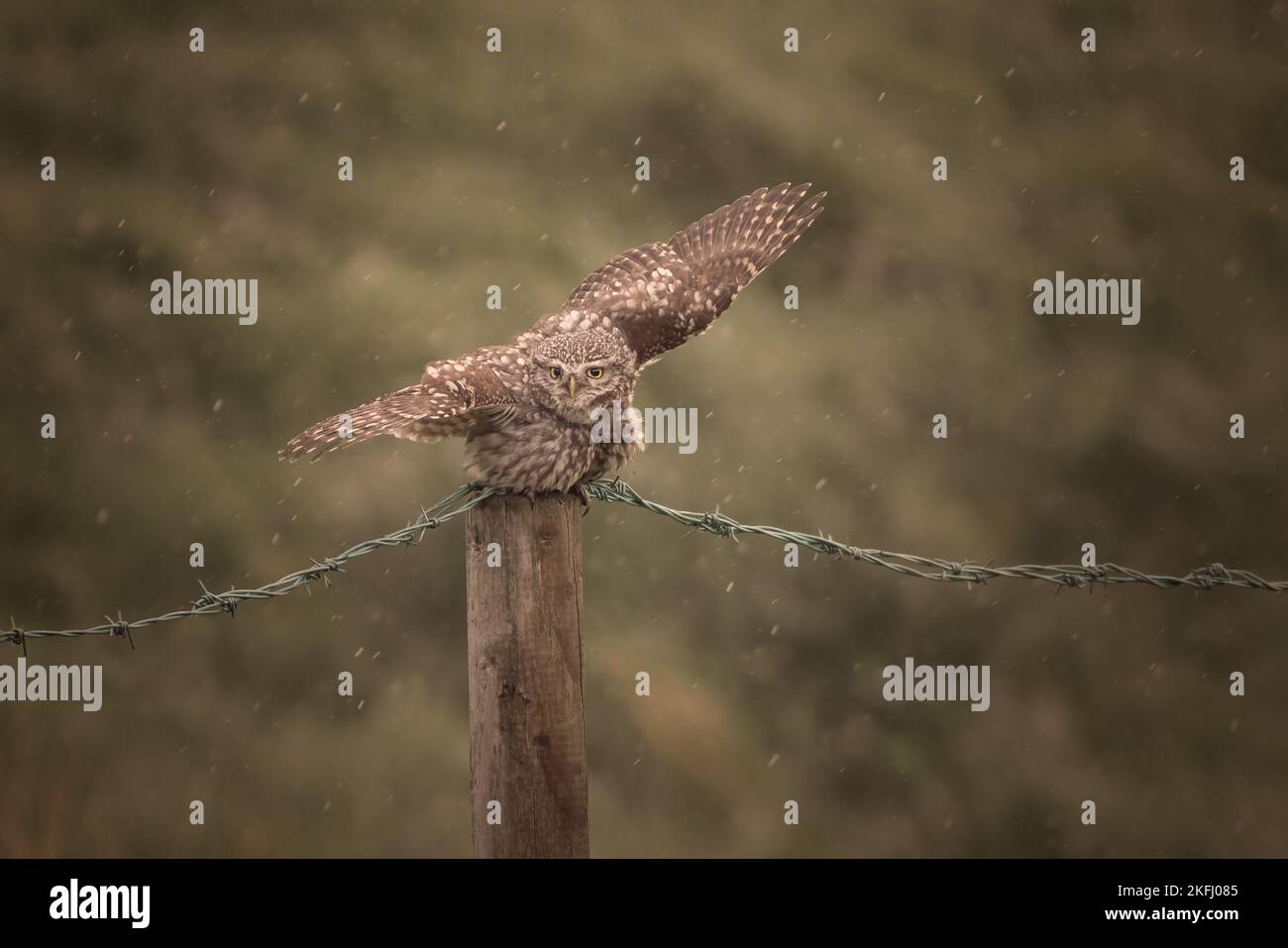 Kleine Eule saß auf einem Zaunpfahl mit Stacheldraht. Kämpfen und balancieren gegen Wind und Regen mit ausgefahrenen Flügeln. Grüner unscharfer Hintergrund. Stockfoto
