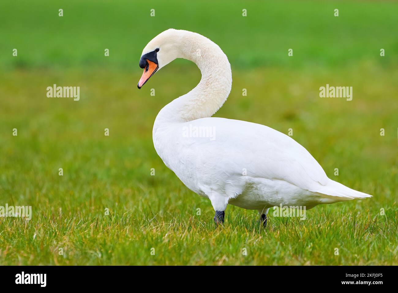 Stummer Schwan auf einem Feld in der Frühlingssaison (Cygnus olor) Stockfoto