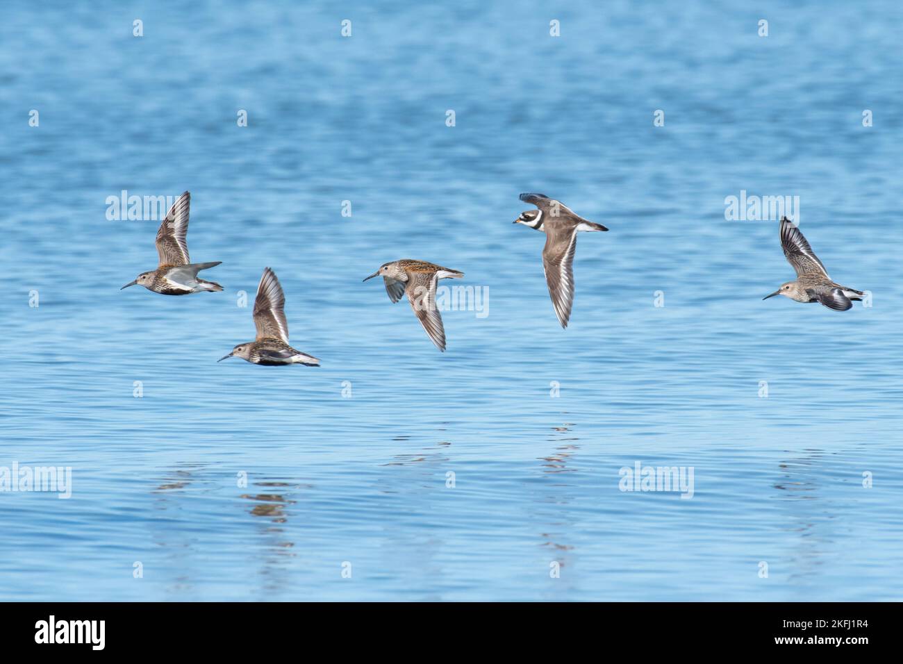 Alpenstrandläufer Stockfoto