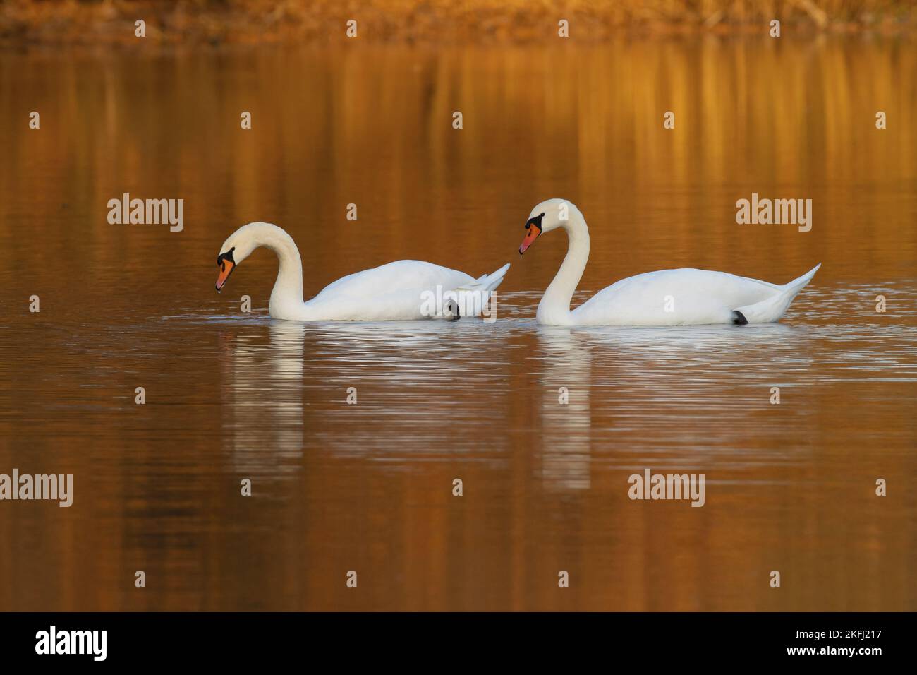 Höckerschwäne am See Stockfoto