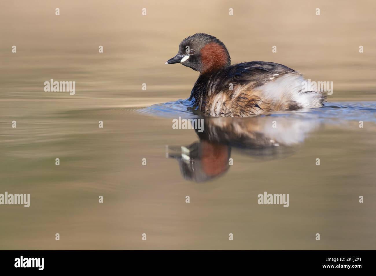 Schwimmender Dabchick Stockfoto