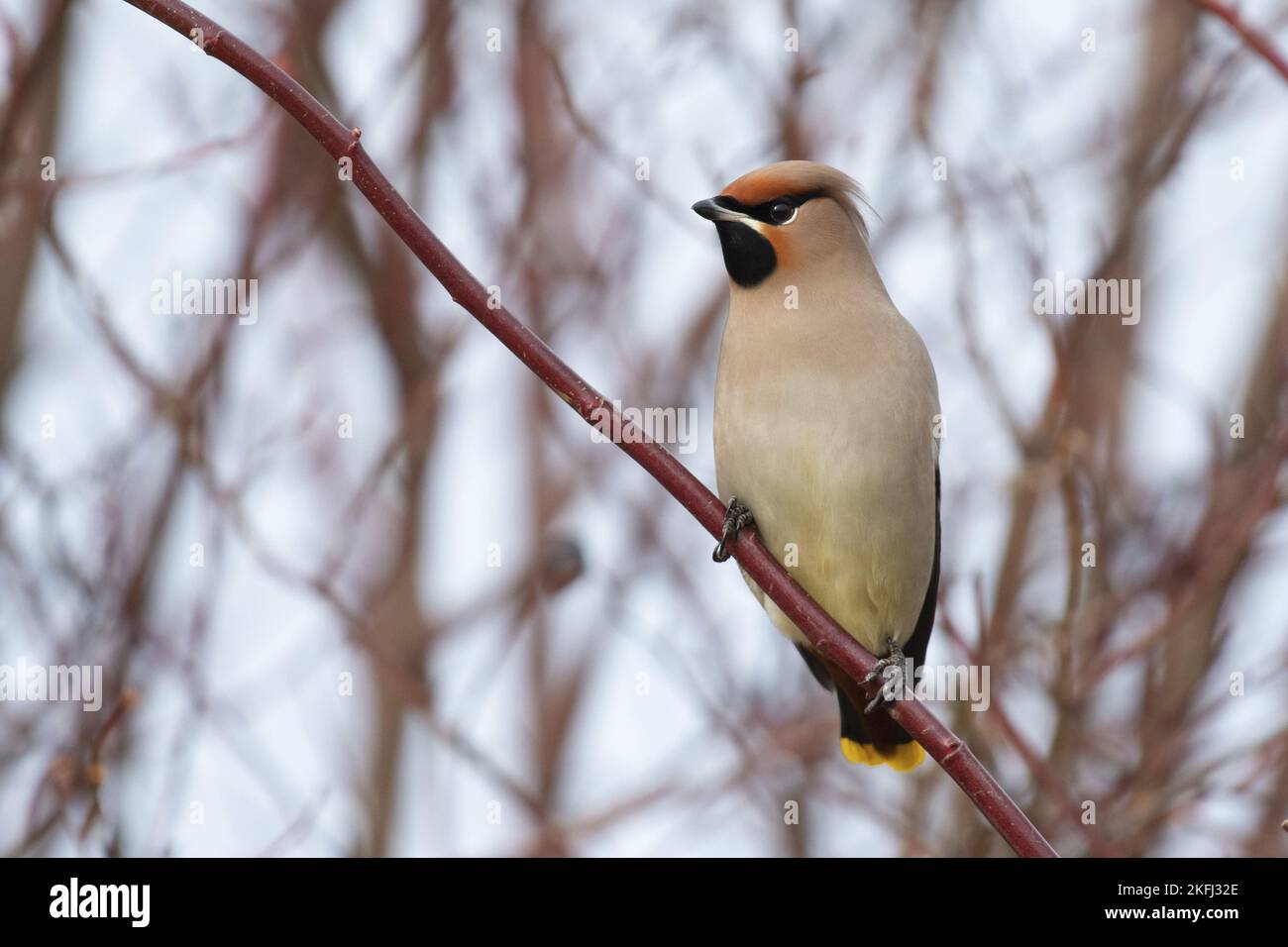 Sitzender böhmischer Wachsflügel Stockfoto