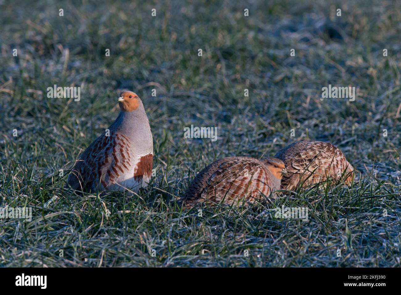 Rebhühner Stockfoto