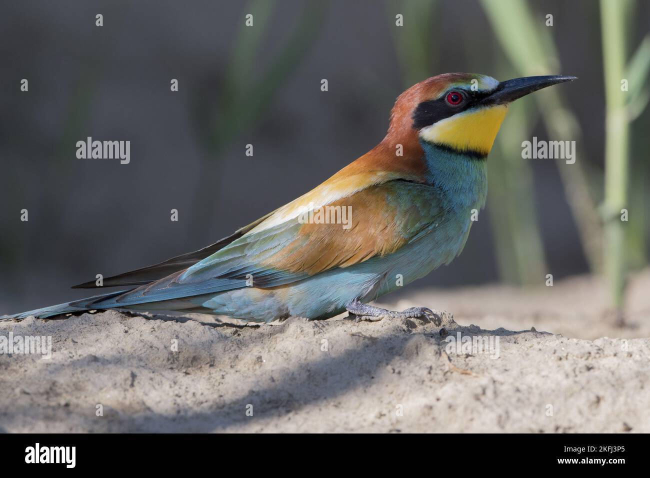 Bienenfresser Stockfoto