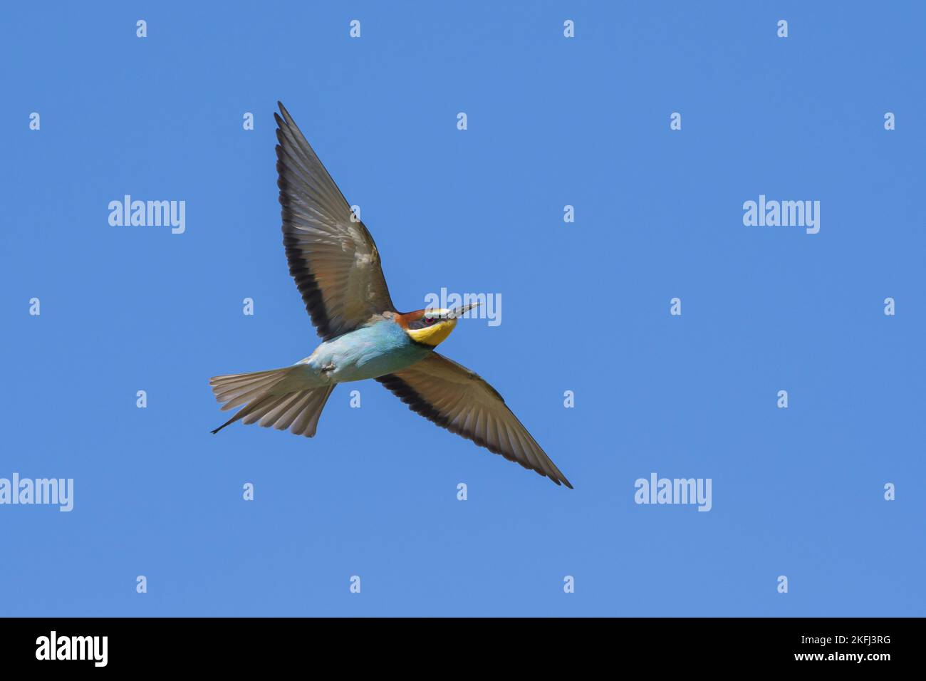 Fliegender Bienenfresser Stockfoto