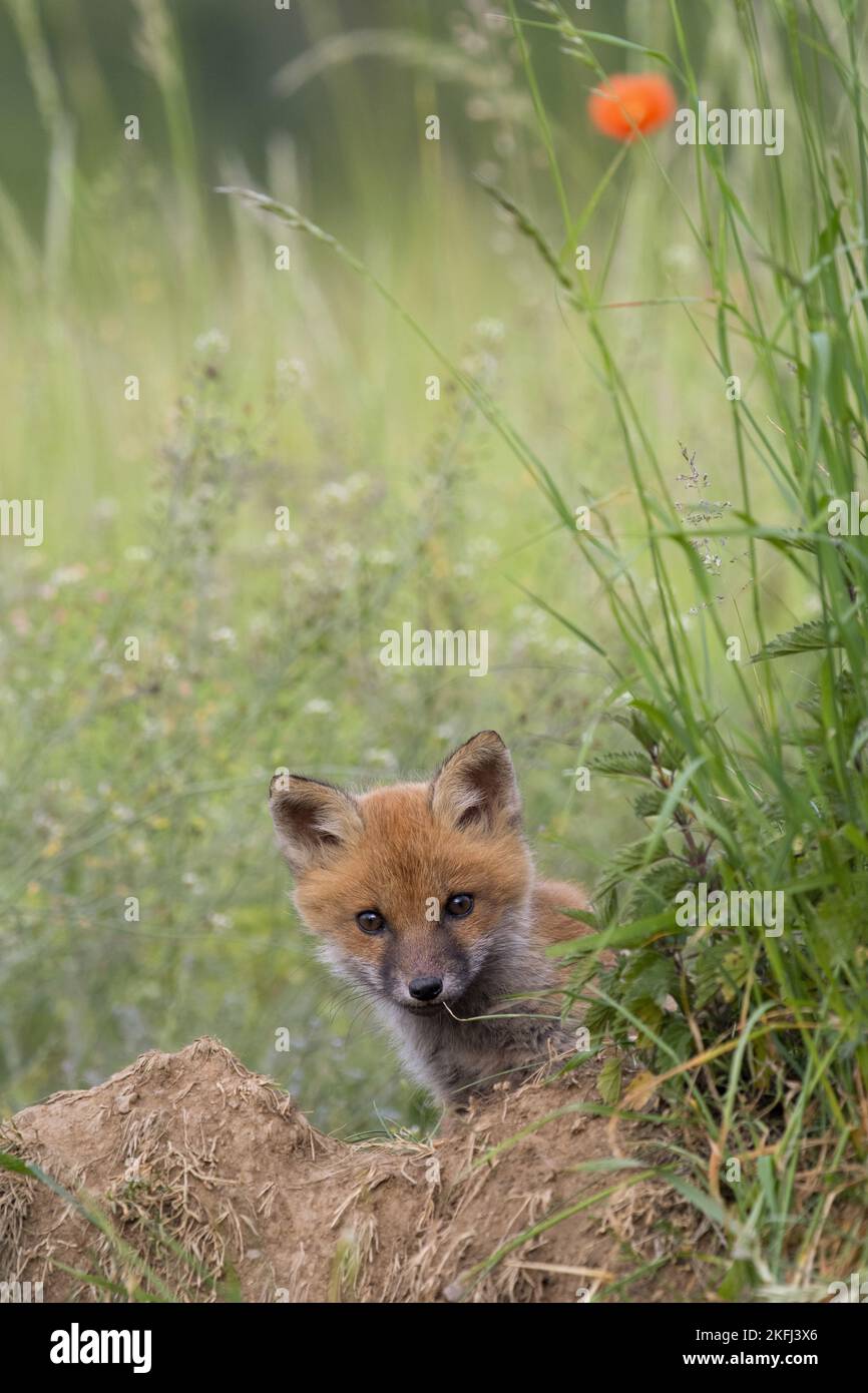 Junger Rotfuchs Stockfoto