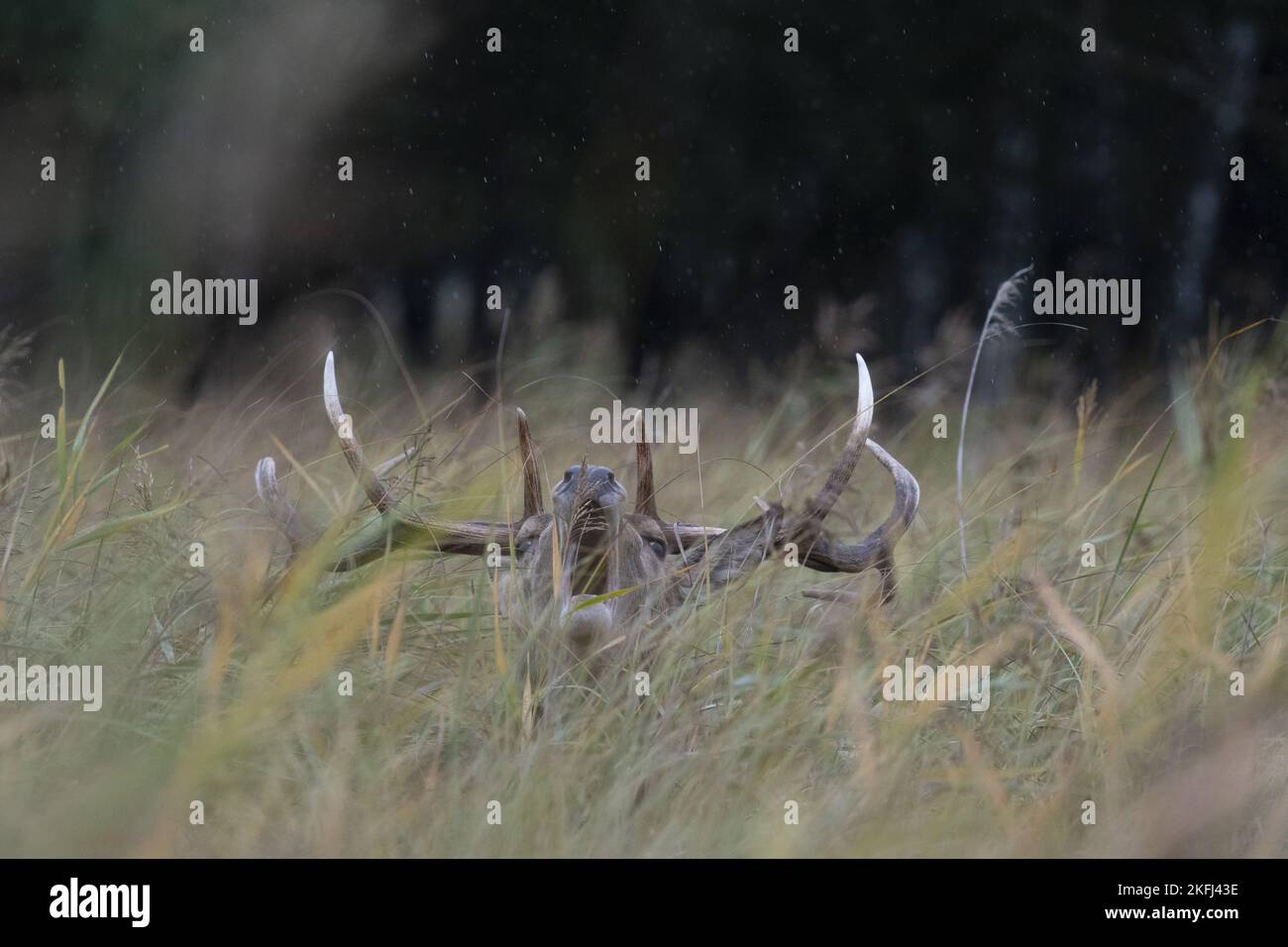 Hirsch Stockfoto