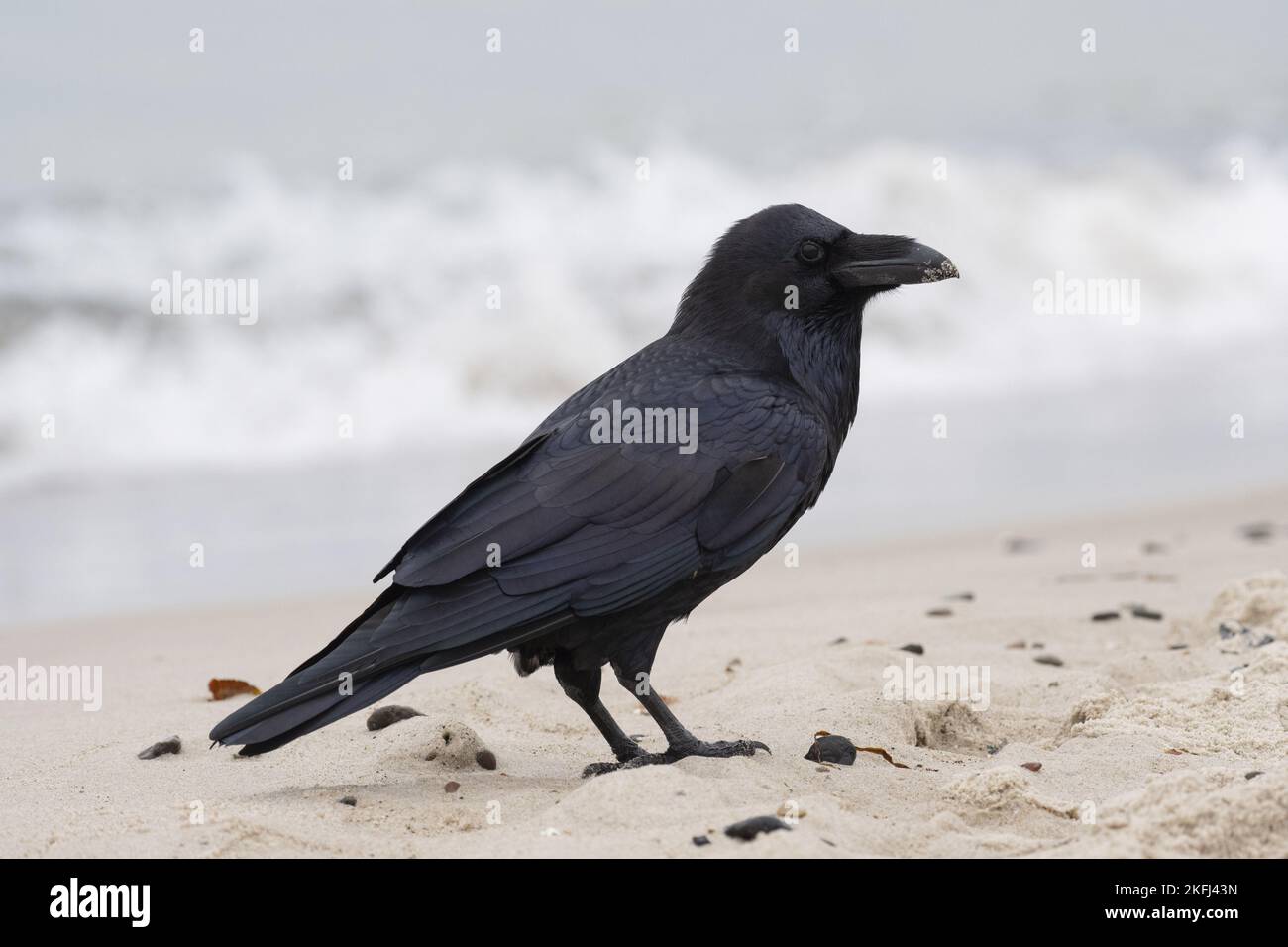 Nördlicher Rabe am Strand Stockfoto