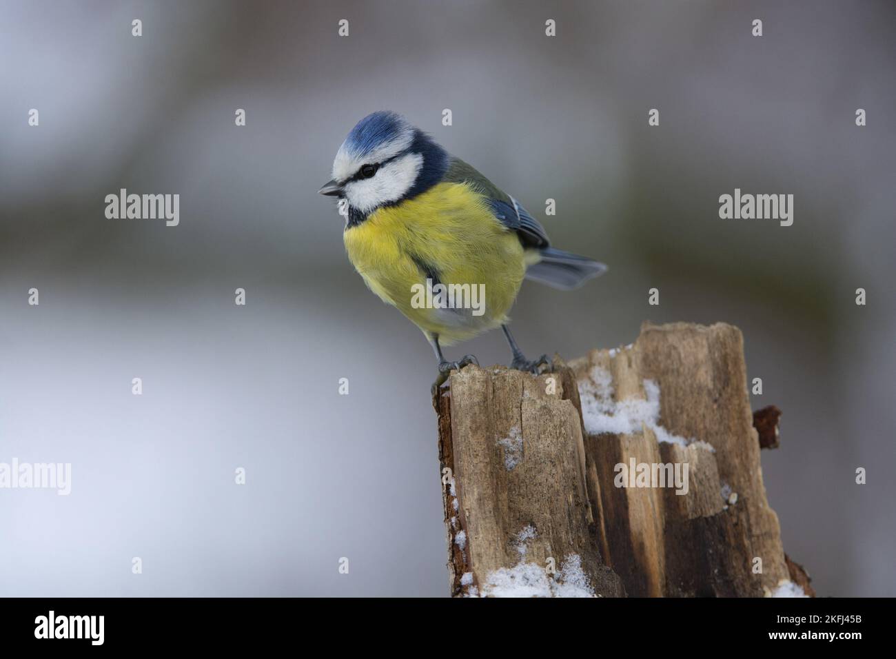 Blaumeise Stockfoto