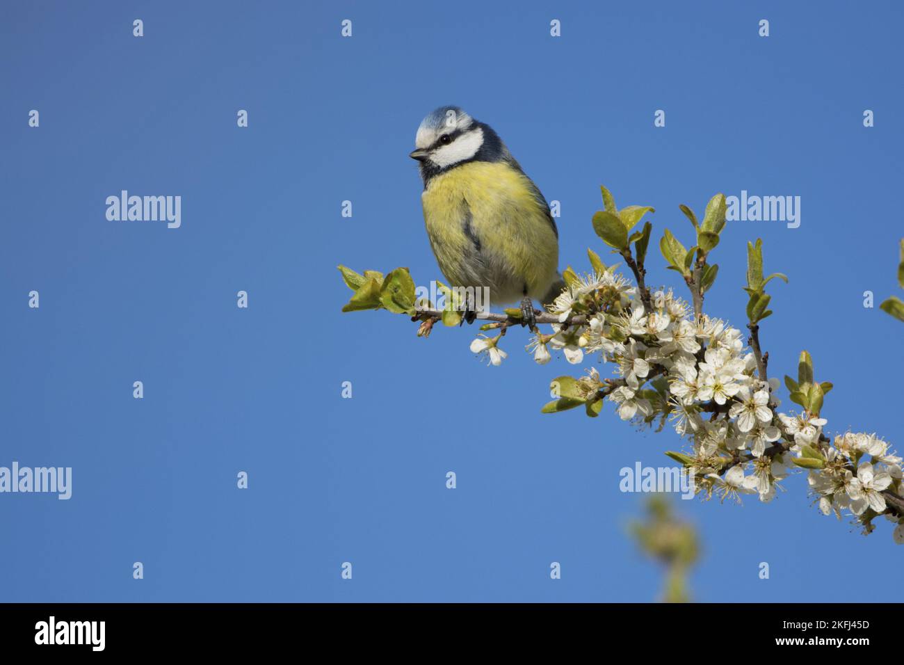 Blaumeise Stockfoto