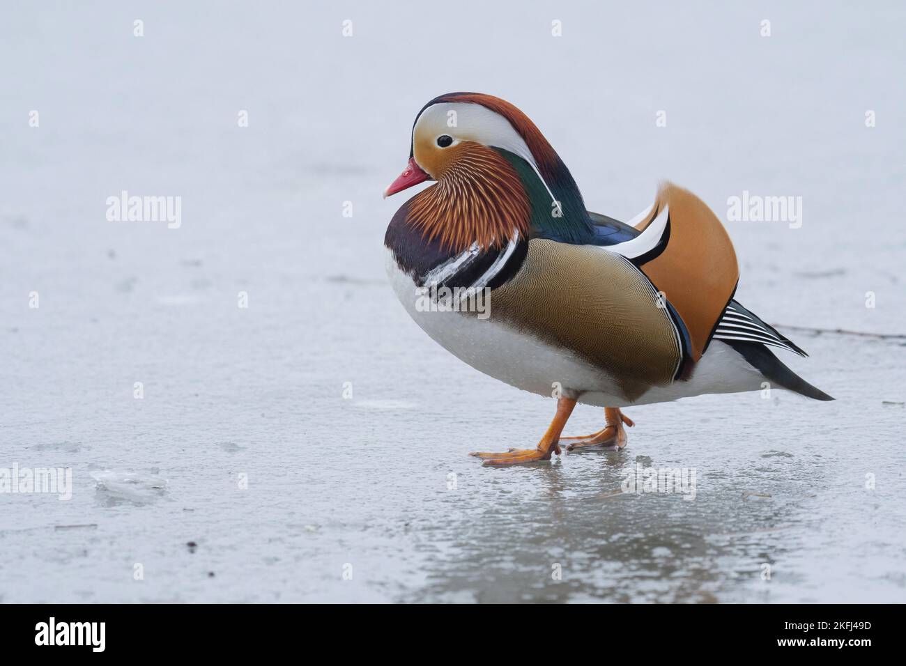 Mandarin Ente Stockfoto