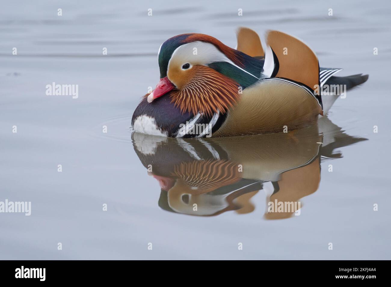 Mandarin Ente Stockfoto