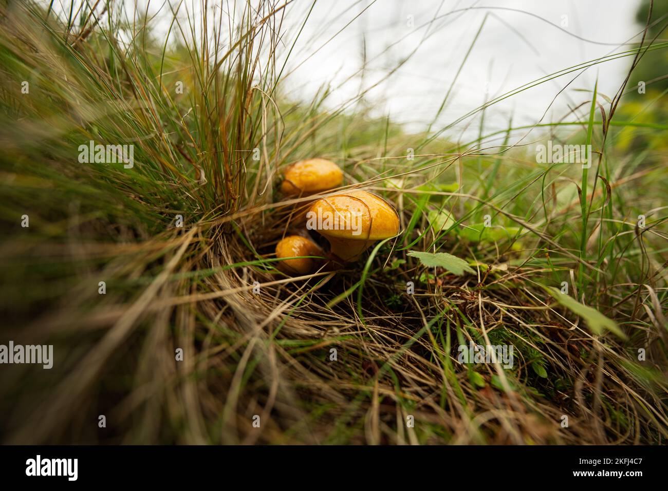 Buttercup-Pilze (lateinisch Suillus luteus) ist ein gelber Pilz, der im Herbst im Wald wächst. Stockfoto