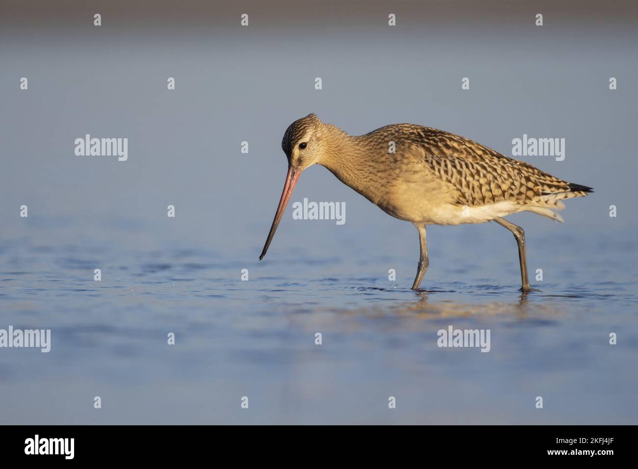 Bar-tailed Uferschnepfe Stockfoto