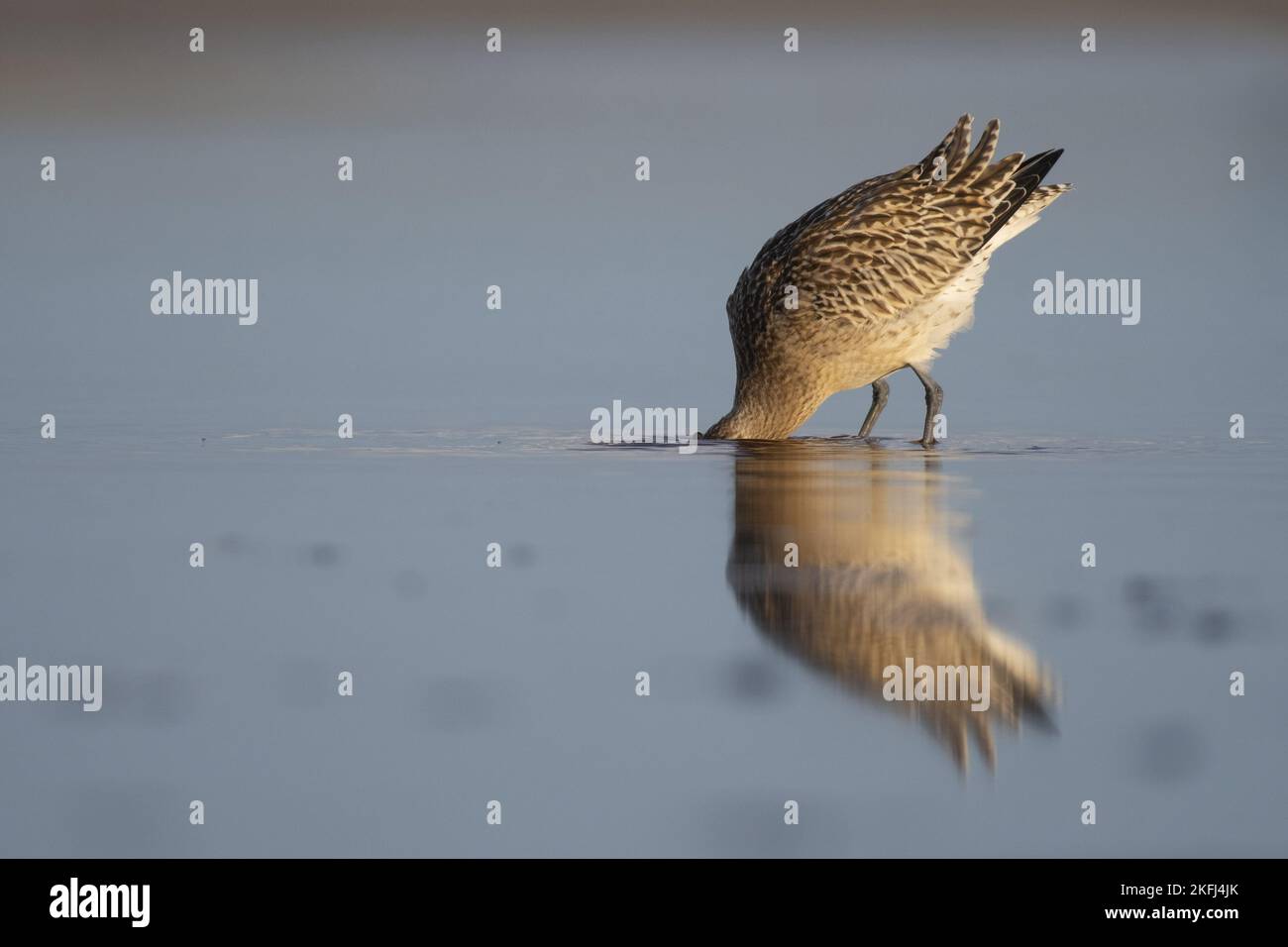 Bar-tailed Uferschnepfe Stockfoto