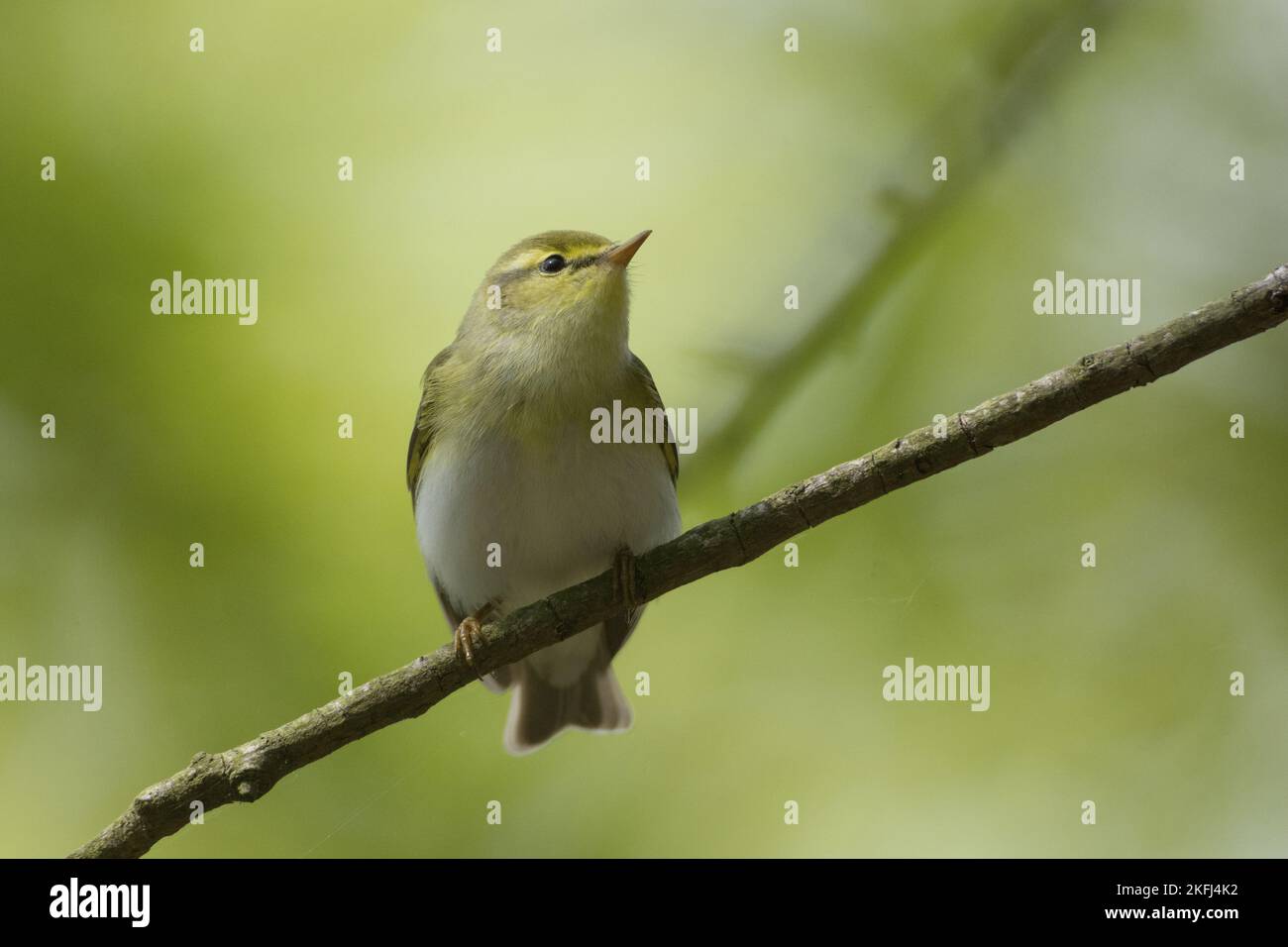 Wood warbler Stockfoto