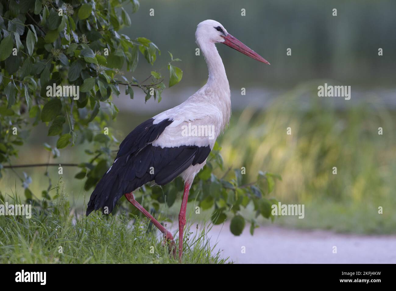 Weißstorch Stockfoto