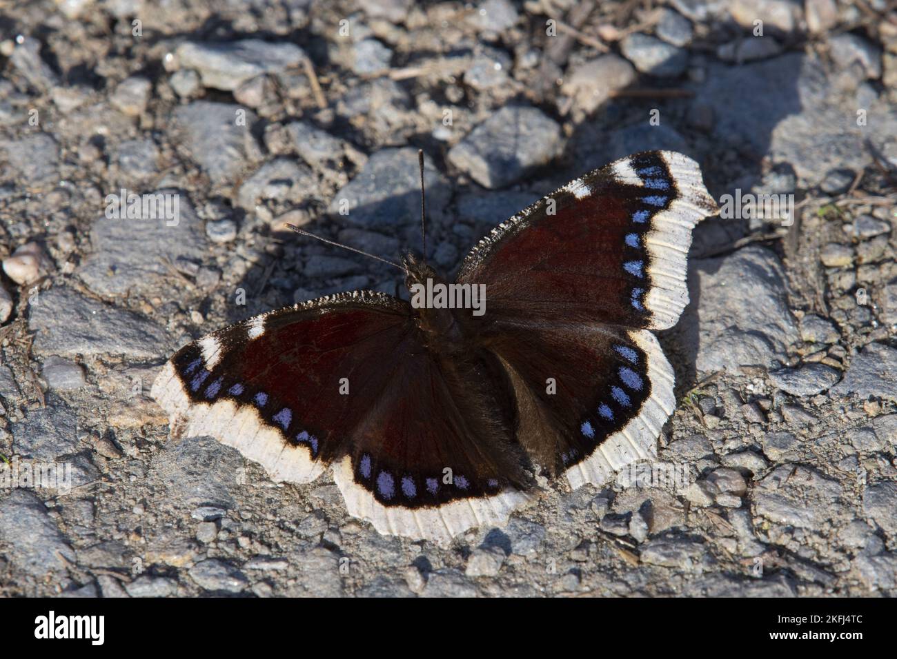 Camberwell Schönheit Schmetterling Stockfoto