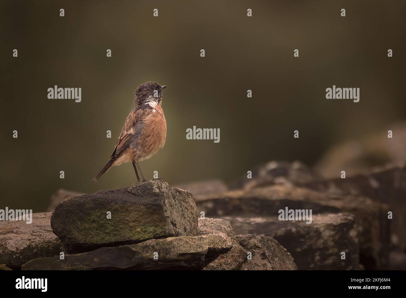 Stone Chat stand stolz auf die Steinmauer Stockfoto