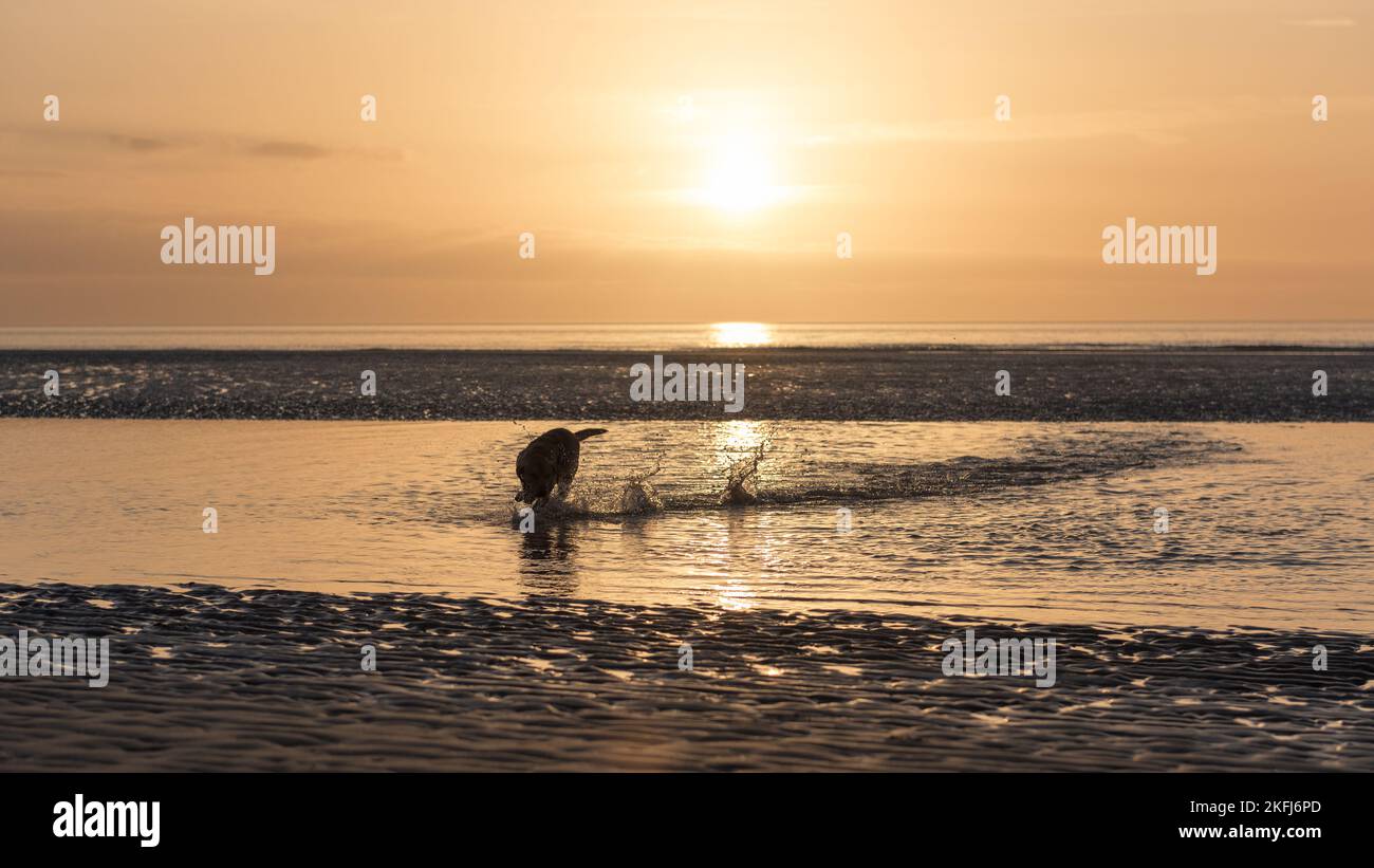 Hund, der am Strand durchs Meer planscht. Steine jagen und spritzen. Silhouette am goldenen Himmel Stockfoto