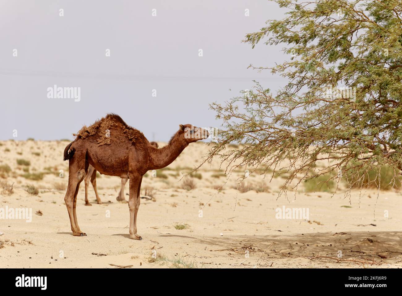 Kamel in der Wüste essen Blätter vom Baum. Wilde Tiere in ihrem natürlichen Lebensraum. Wildnis und Dürre Landschaften. Reisen und Tourismus. Stockfoto