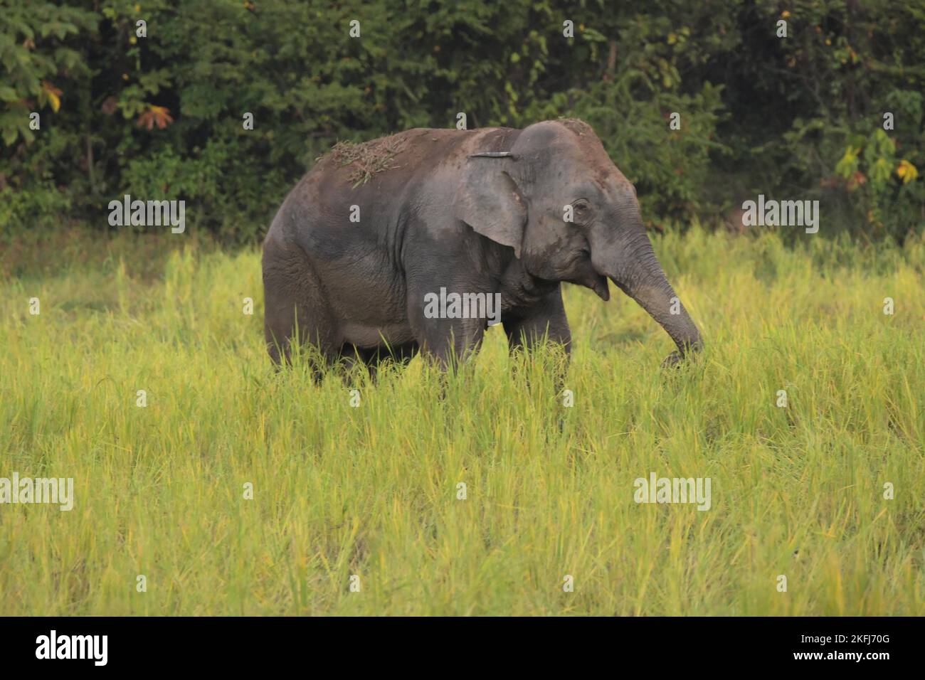 Nagaon, Indien. 18.. November 2022. Am 18. November 2022 streunte ein wilder Elefant in ein Reisfeld auf der Suche nach Nahrung im Nagaon-Distrikt im nordöstlichen Bundesstaat Assam, Indien. Quelle: Str/Xinhua/Alamy Live News Stockfoto