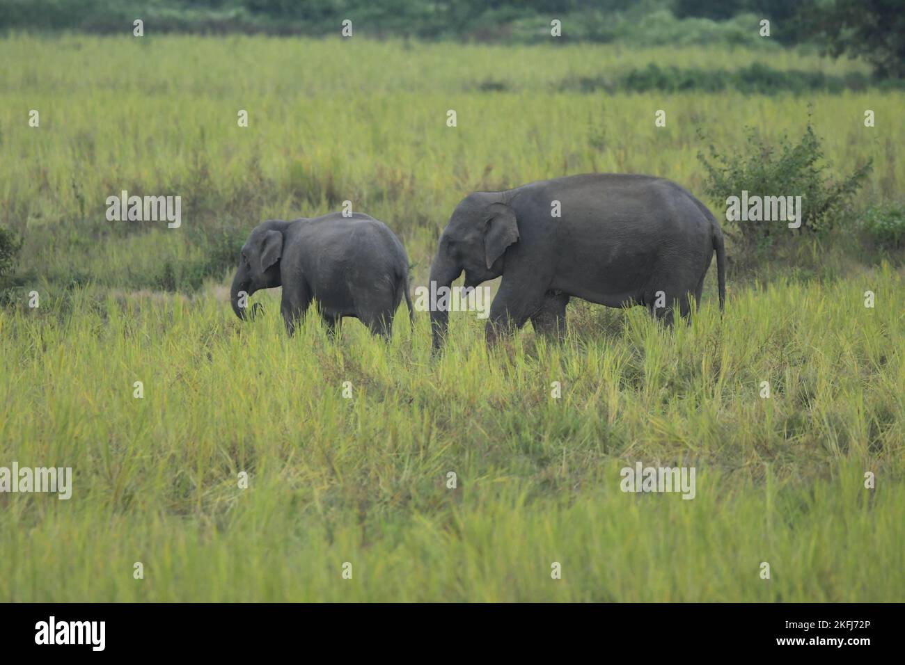 Nagaon, Indien. 18.. November 2022. Wilde Elefanten streunen am 18. November 2022 in einem Reisfeld auf der Suche nach Nahrung im Nagaon-Bezirk im nordöstlichen Bundesstaat Assam, Indien. Quelle: Str/Xinhua/Alamy Live News Stockfoto