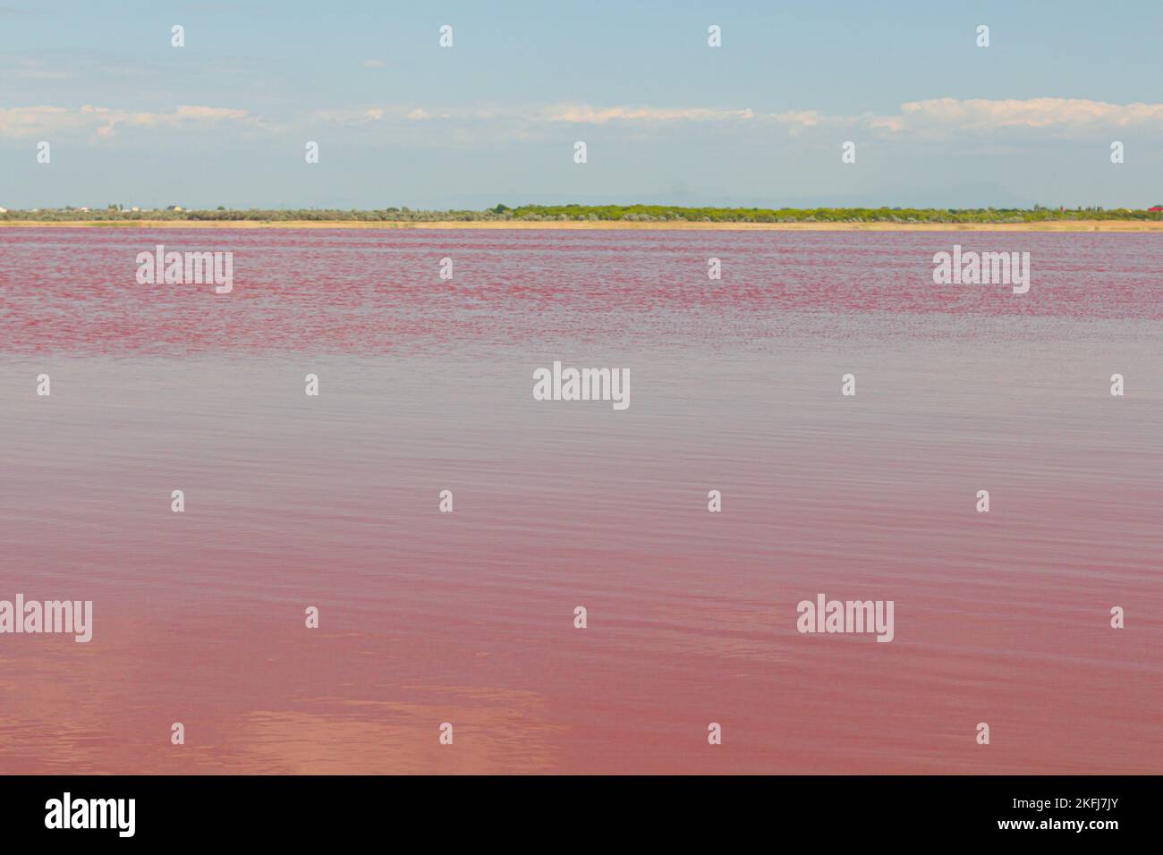 Ufer des Pink Salt Lake. Der Sivash-See, der seit der Antike für seine nützlichen, heilenden Eigenschaften bekannt ist. Stockfoto
