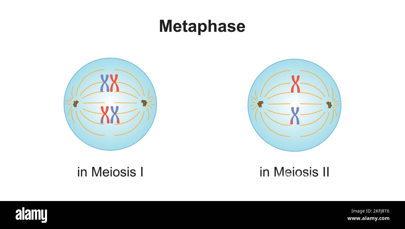 Wissenschaftliche Entwicklung von Unterschieden zwischen Metaphase bei Meiose und Mitose. Bunte Symbole. Vektorgrafik. Stock Vektor